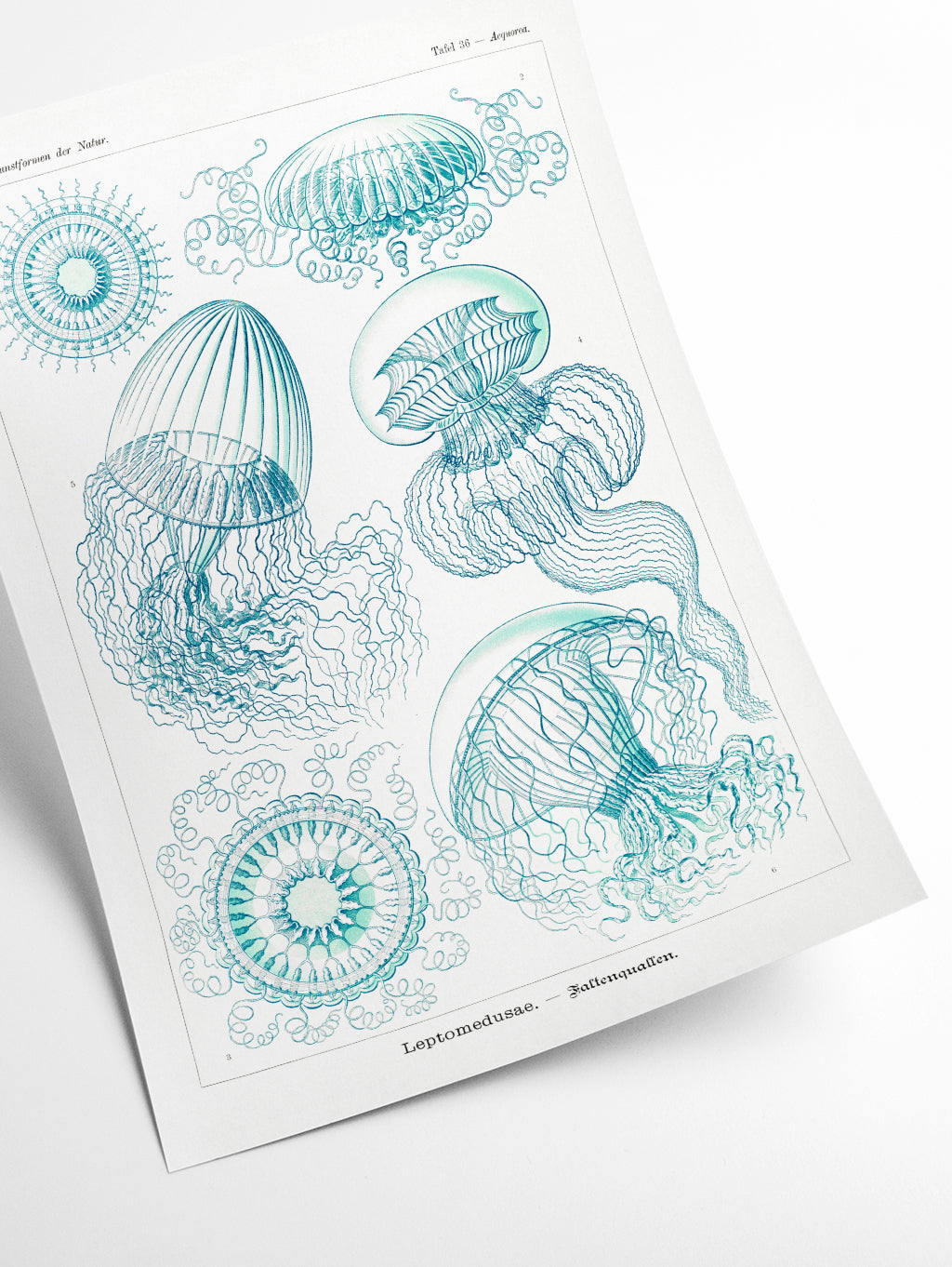Leptomedusae–Faltenquallen by Ernst Haeckel