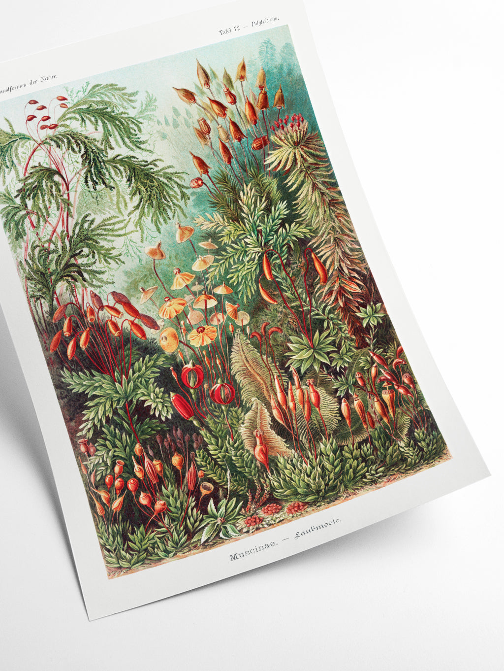 Muscinae–Laubmoose A. Giltsch by Ernst Haeckel