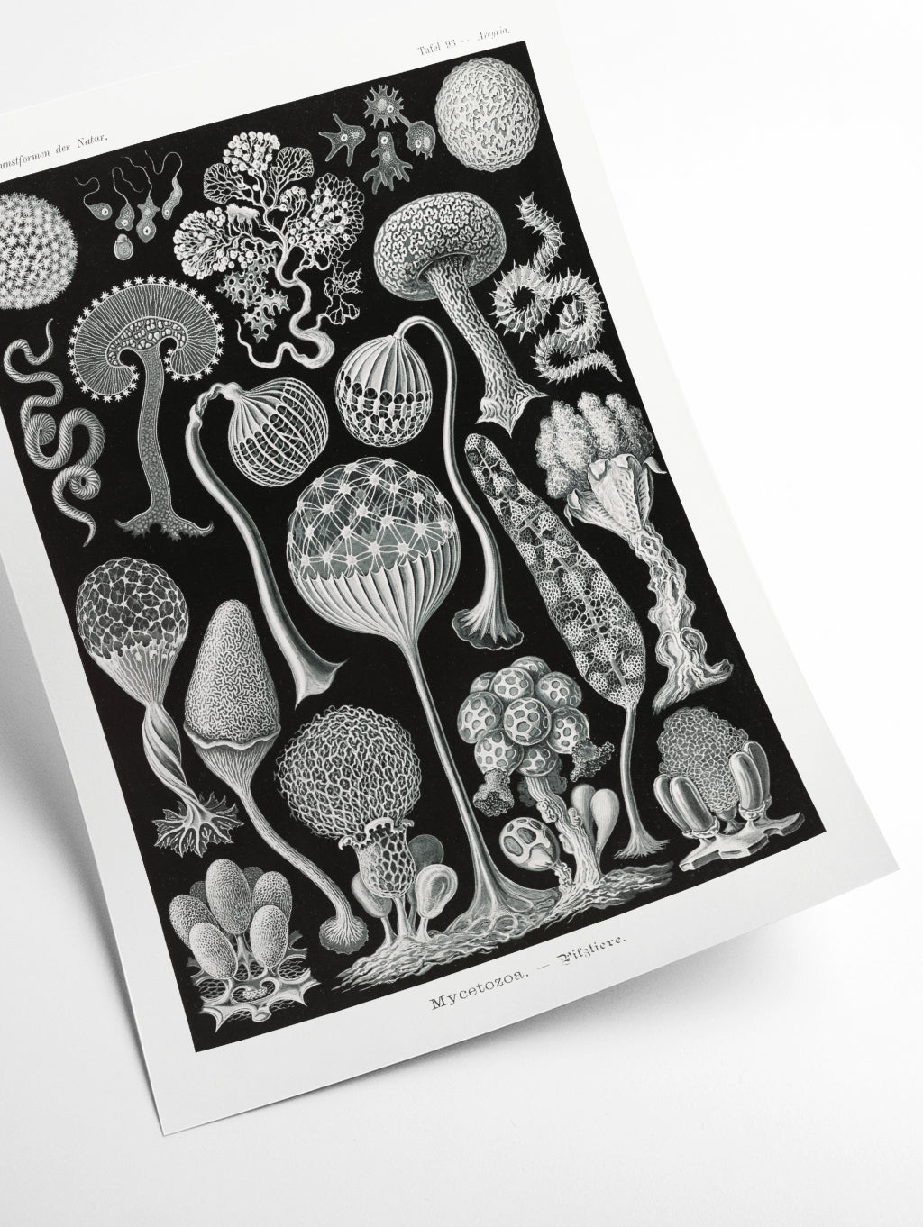 Mycetozoa–Pilztiere by Ernst Haeckel