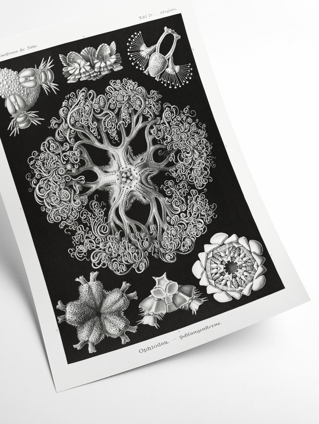 Ophiodea–Schlangensterne I by Ernst Haeckel