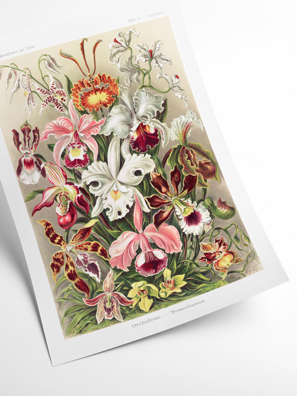 Orchideae–Denusblumen by Ernst Haeckel