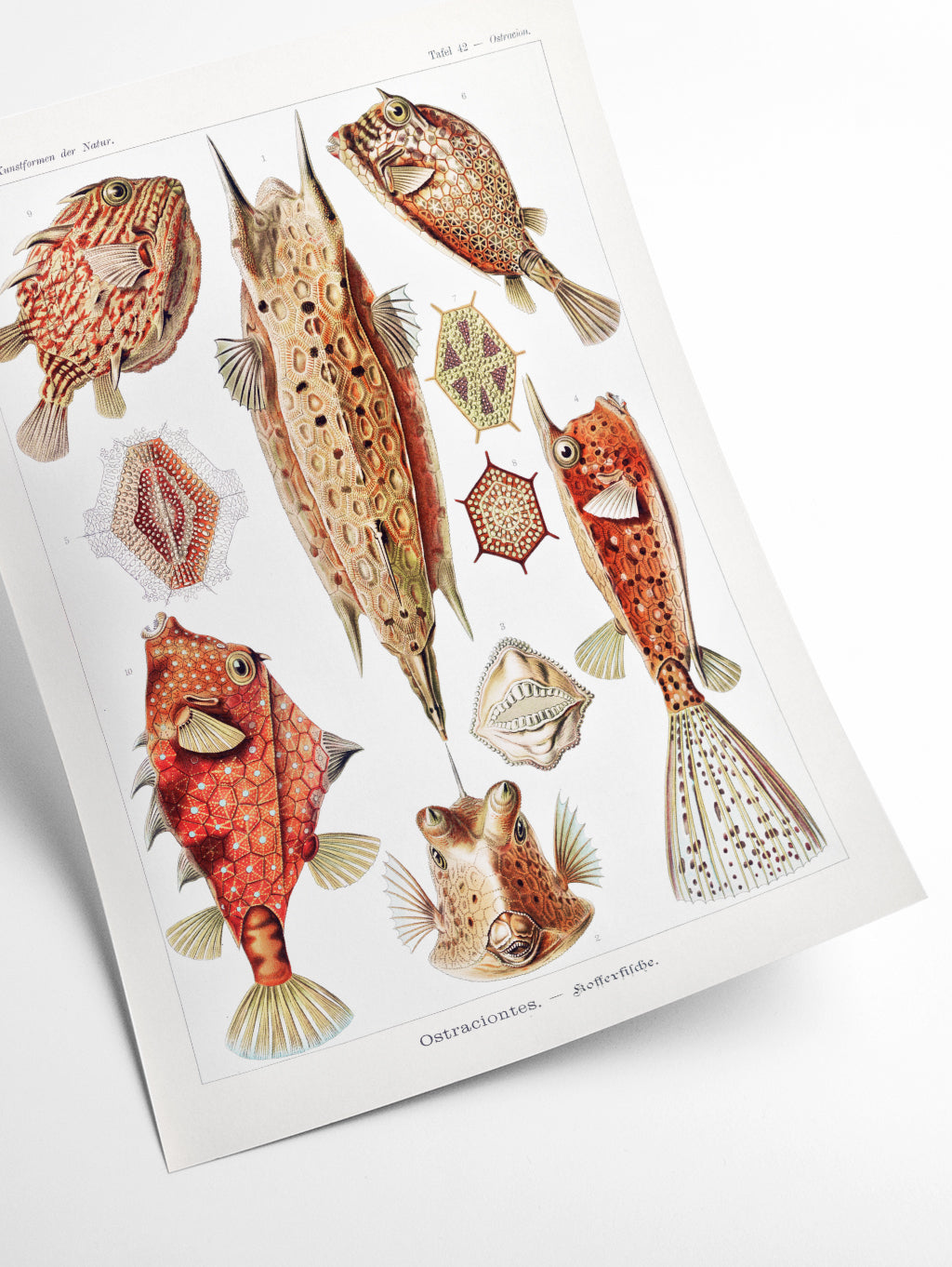 Ostraciontes–Kofferfilche by Ernst Haeckel