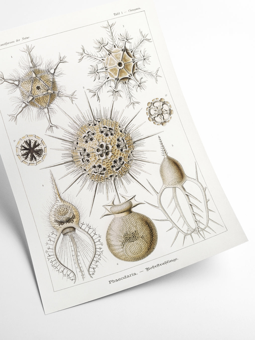Phaeodaria–Rohrstrahlinge II by Ernst Haeckel
