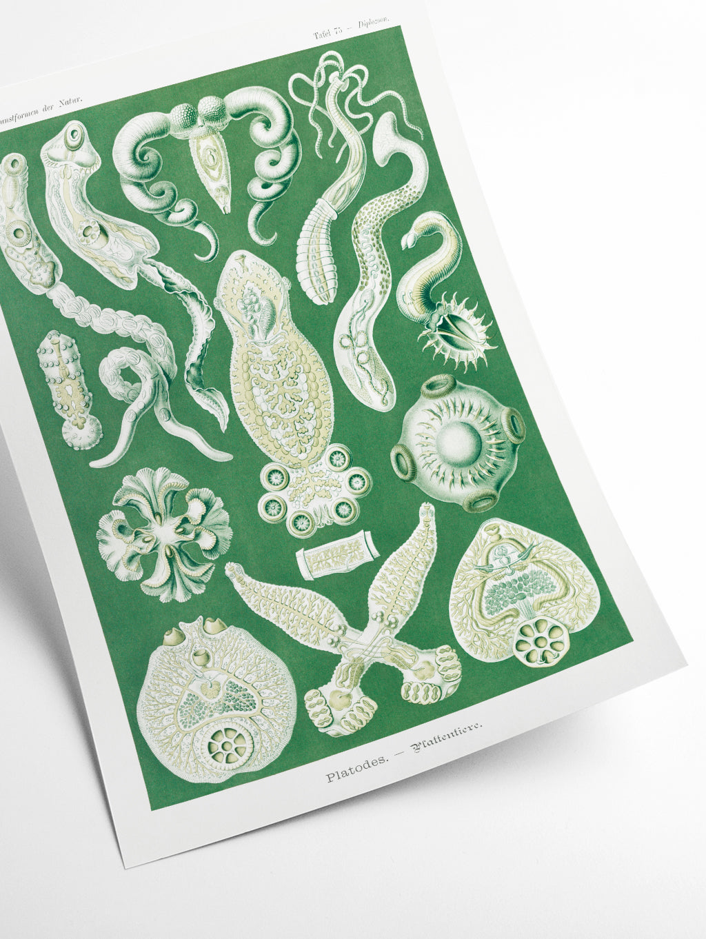Platodes–Plattentiere by Ernst Haeckel