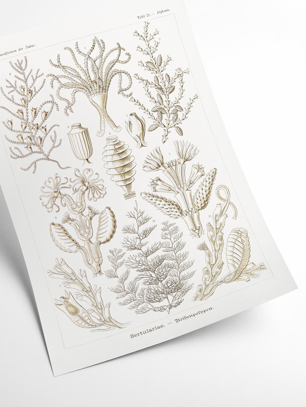 Sertulariae–Reihenpolnpen by Ernst Haeckel