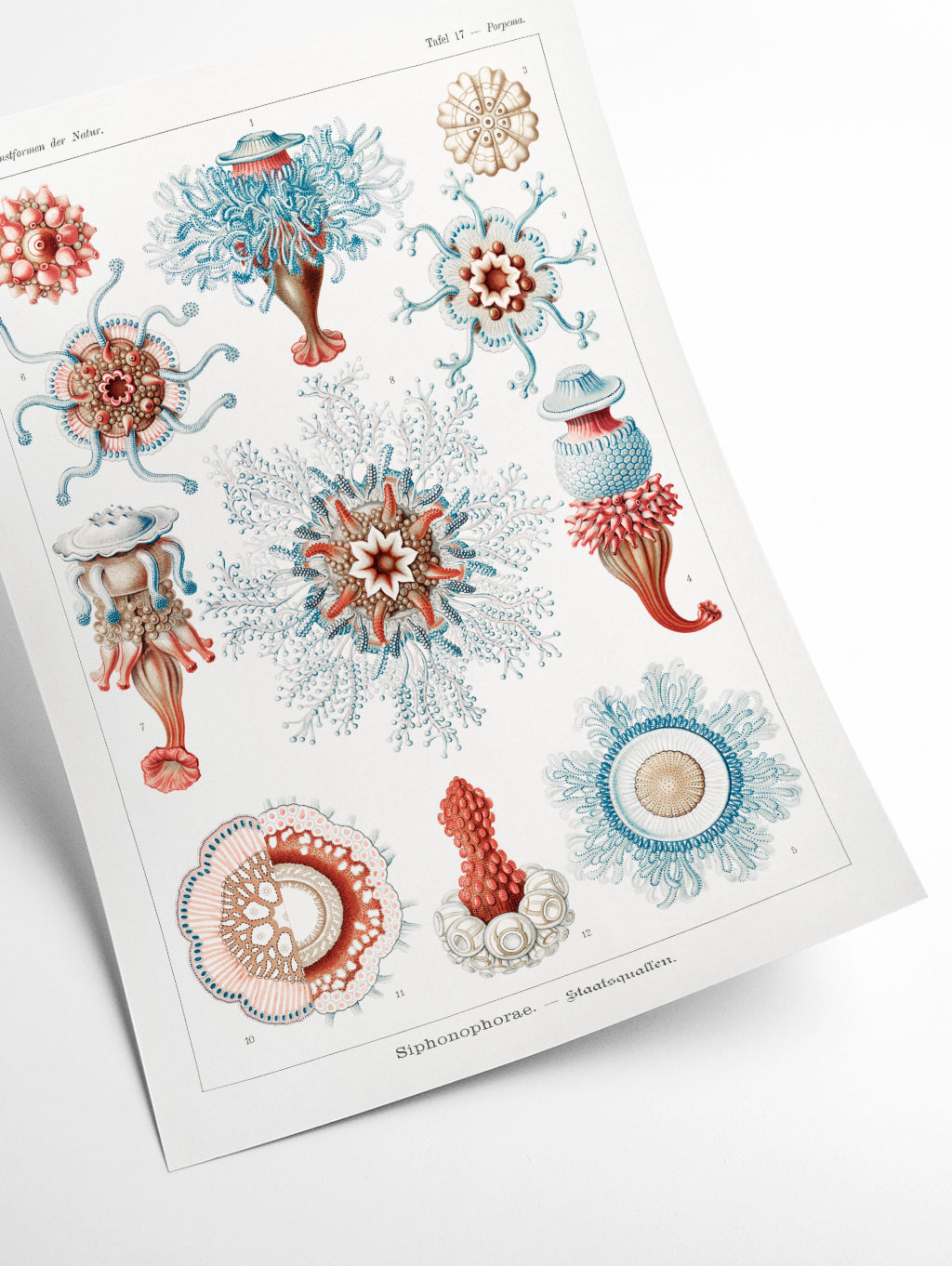 Siphonophorae–Staatsquallen I by Ernst Haeckel