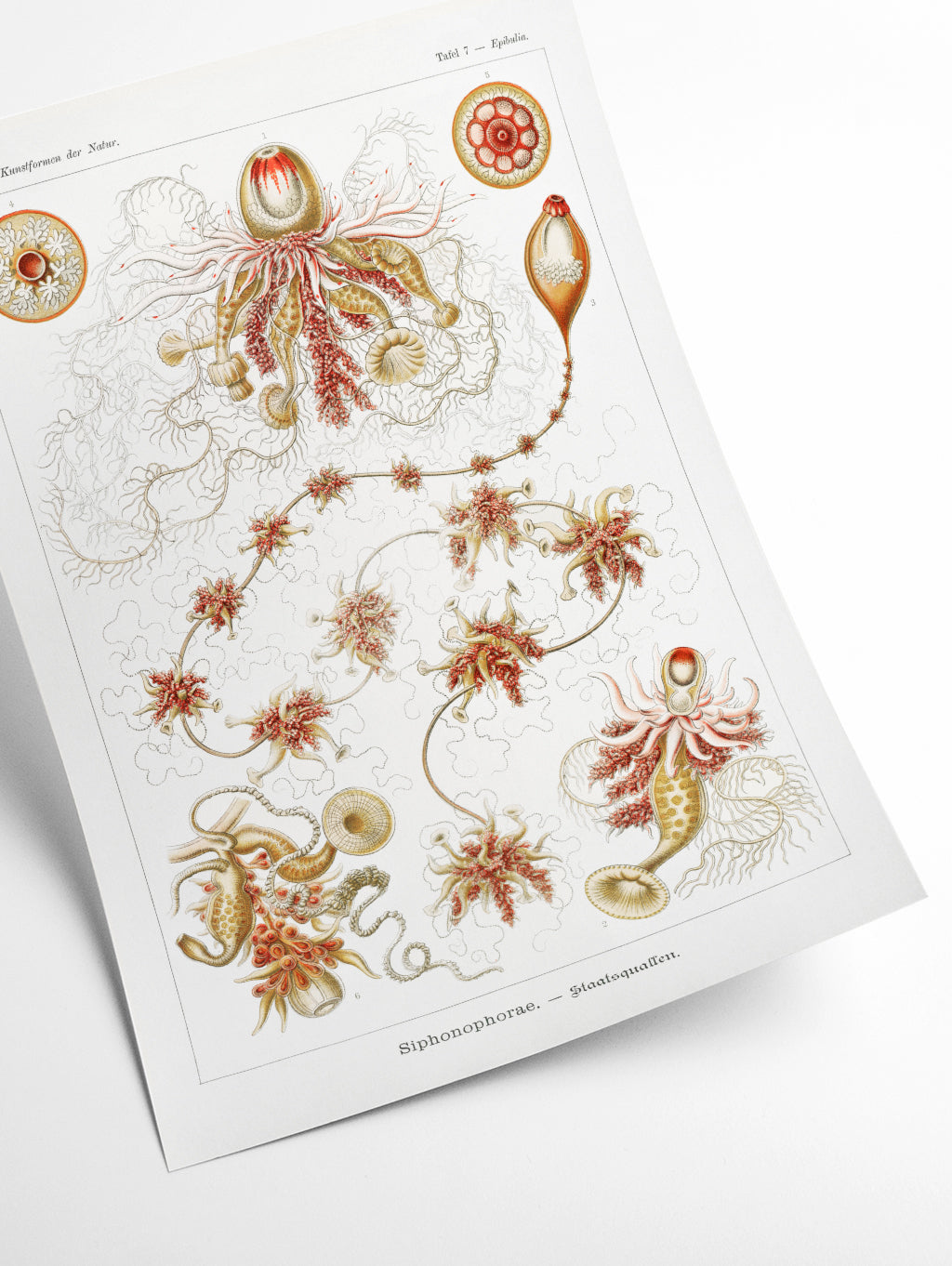 Siphonophorae–Staatsquallen III by Ernst Haeckel