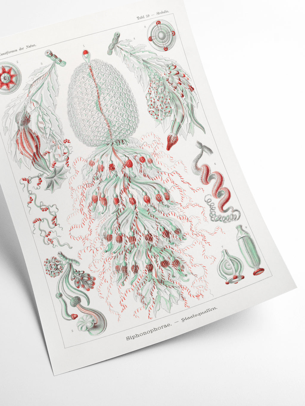 Siphonophorae–Staatsquallen IIII by Ernst Haeckel