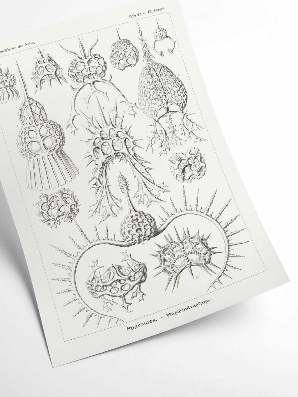 Spyroidea–Nükchenstrahlinge by Ernst Haeckel