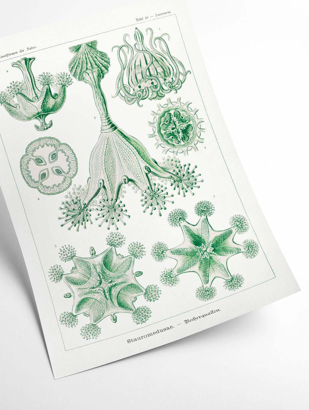 Stauromedusae–Becherquallen by Ernst Haeckel