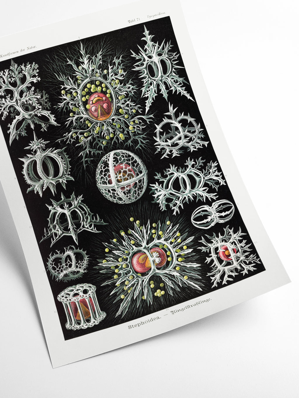 Stephoidea–Ringelstrahlinge by Ernst Haeckel