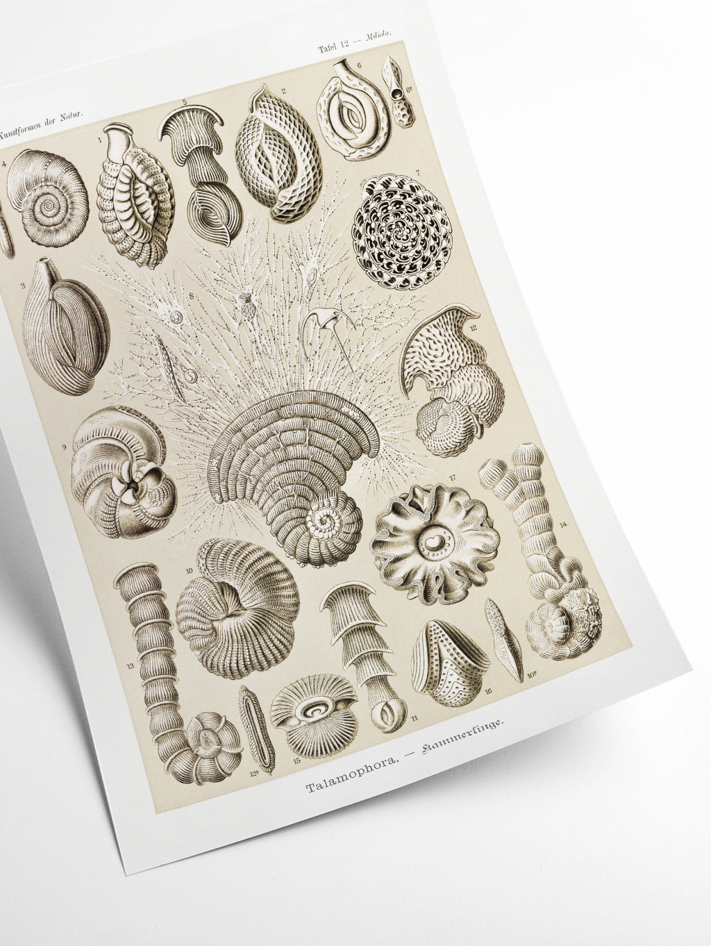 Talamophora–Kammerlinge by Ernst Haeckel