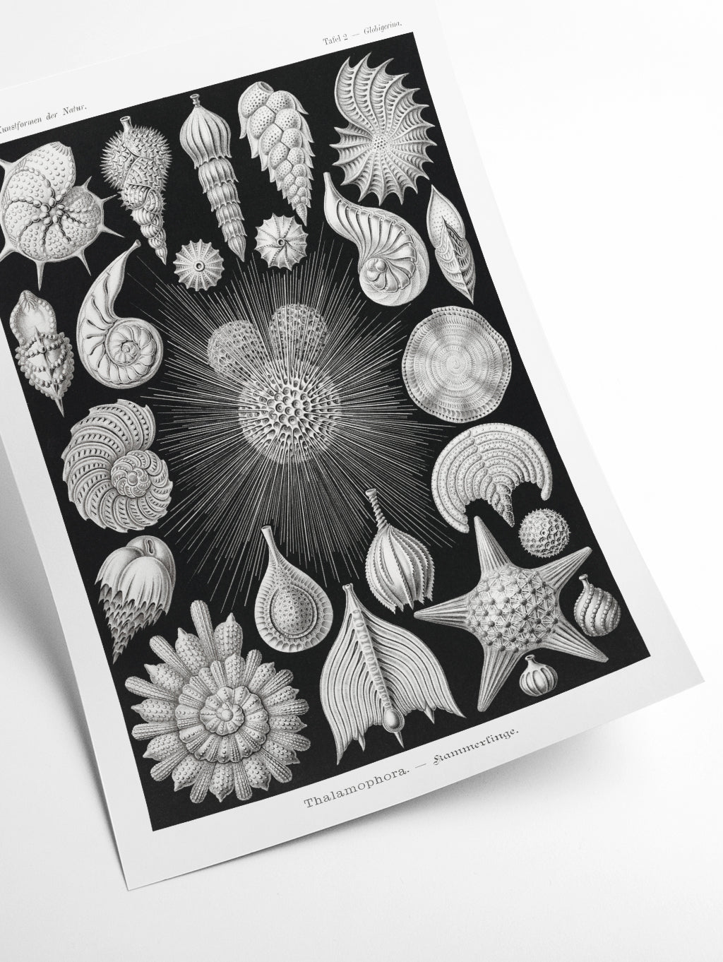 Thalamophora–Kammerlinge I by Ernst Haeckel