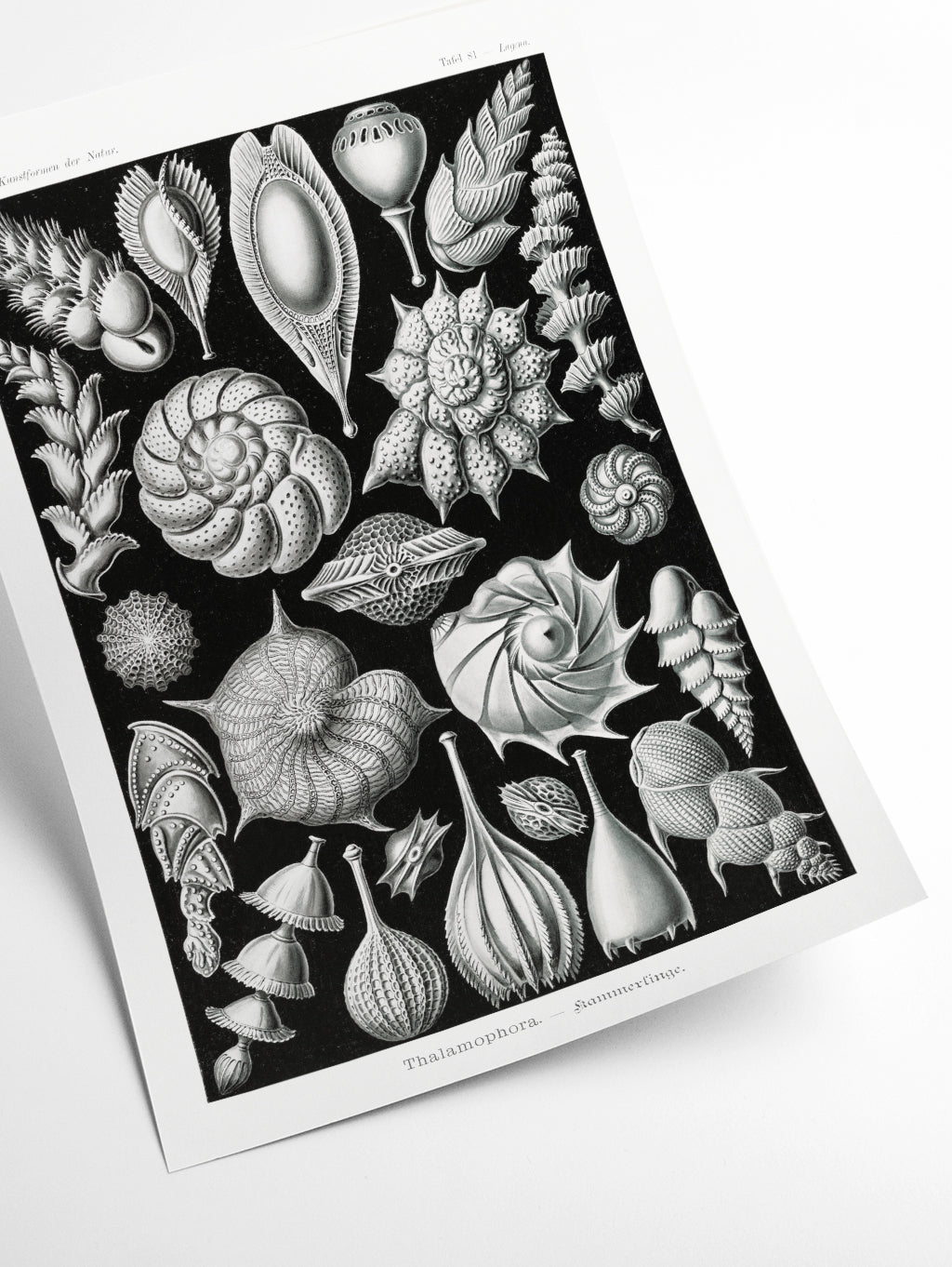 Thalamophora–Kammerlinge II by Ernst Haeckel