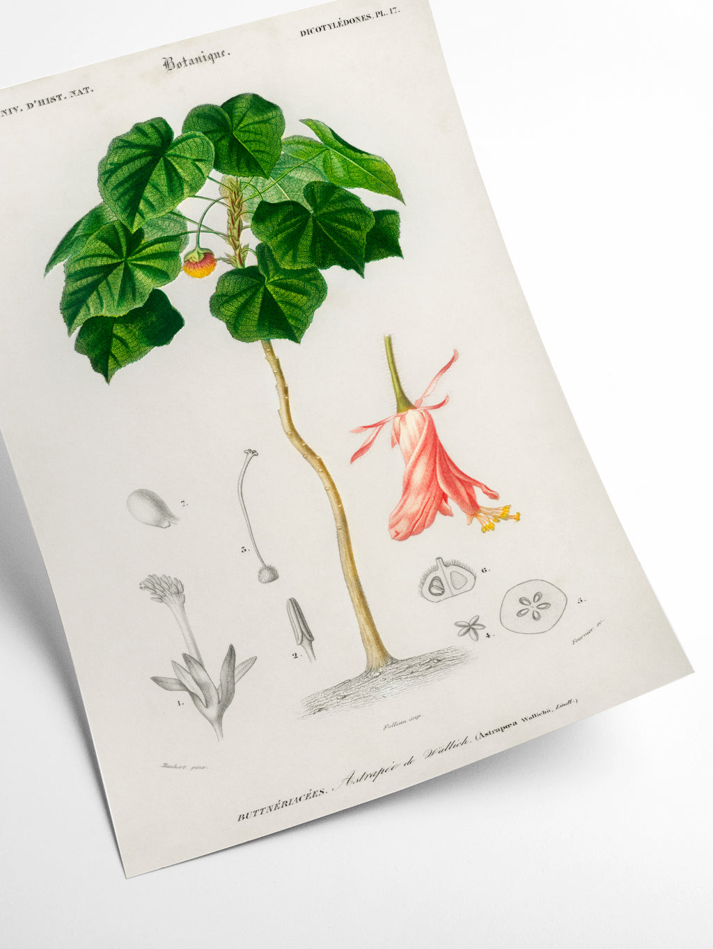Astrapoea Wallichii