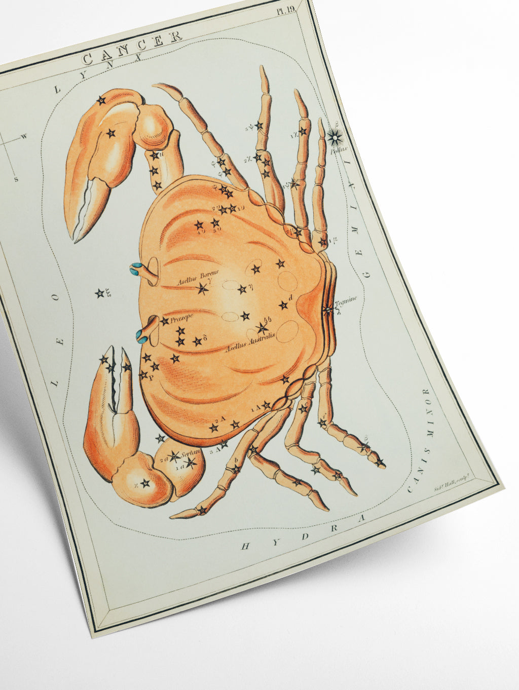 Astronomical chart illustration of the cancer zodiac
