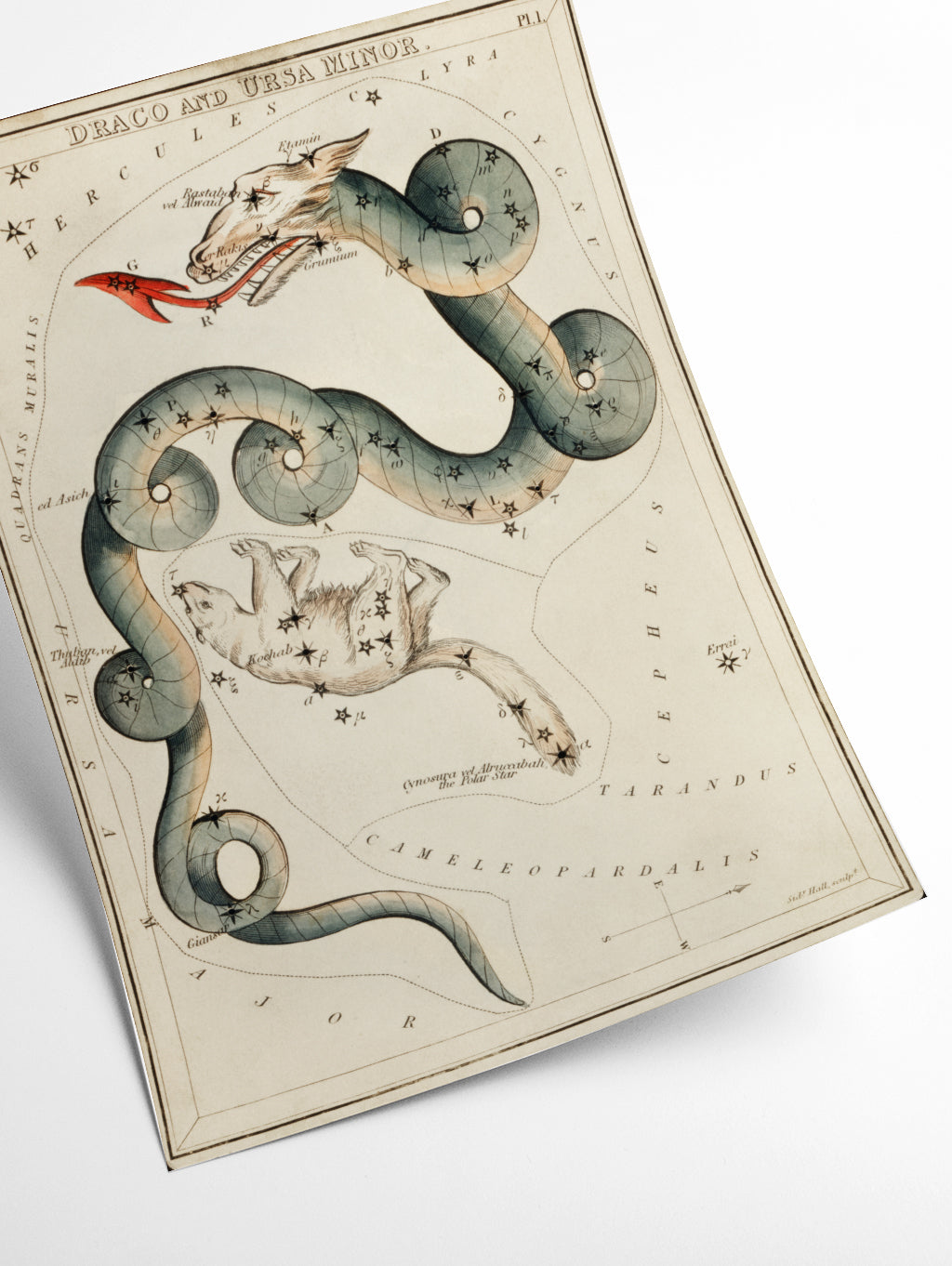 Astronomical chart illustration of the Draco and the Ursa Minor