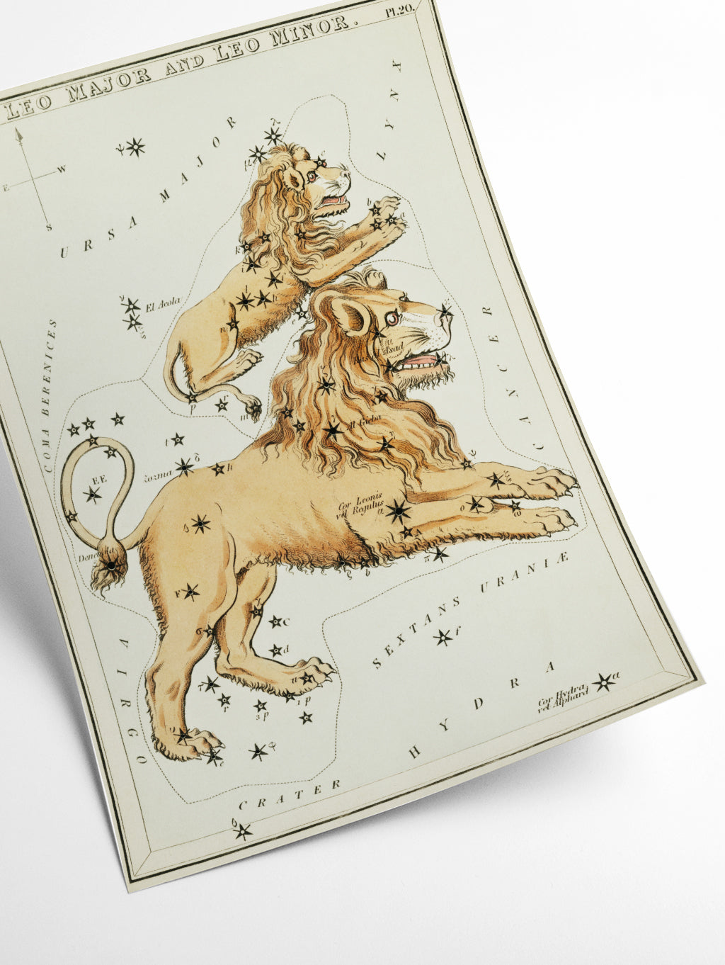 Astronomical chart illustration of the Leo Major and the Leo Minor