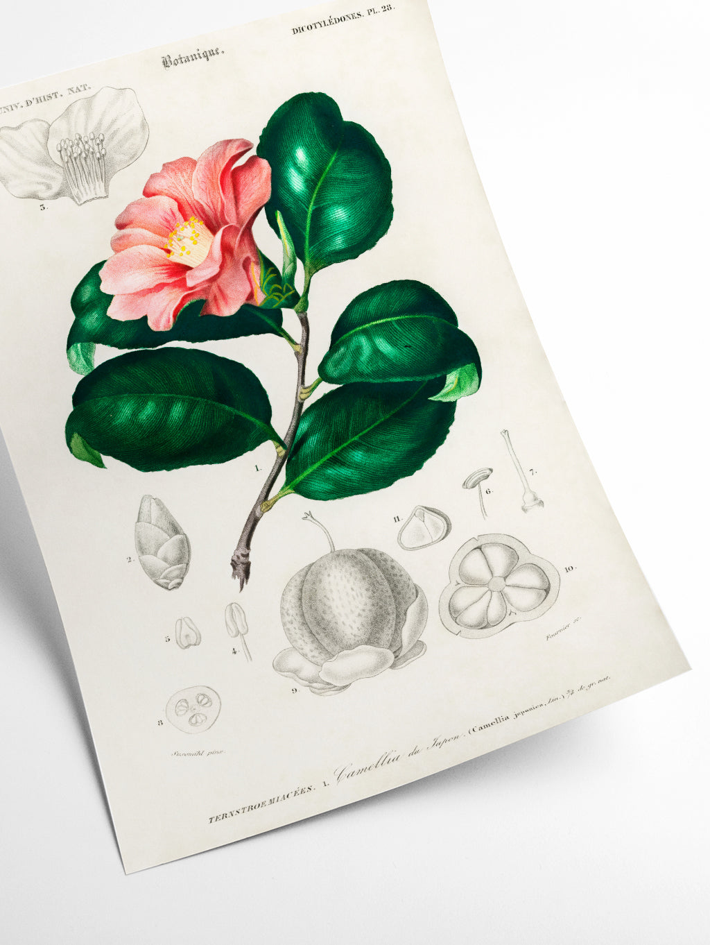 Camellia japonica