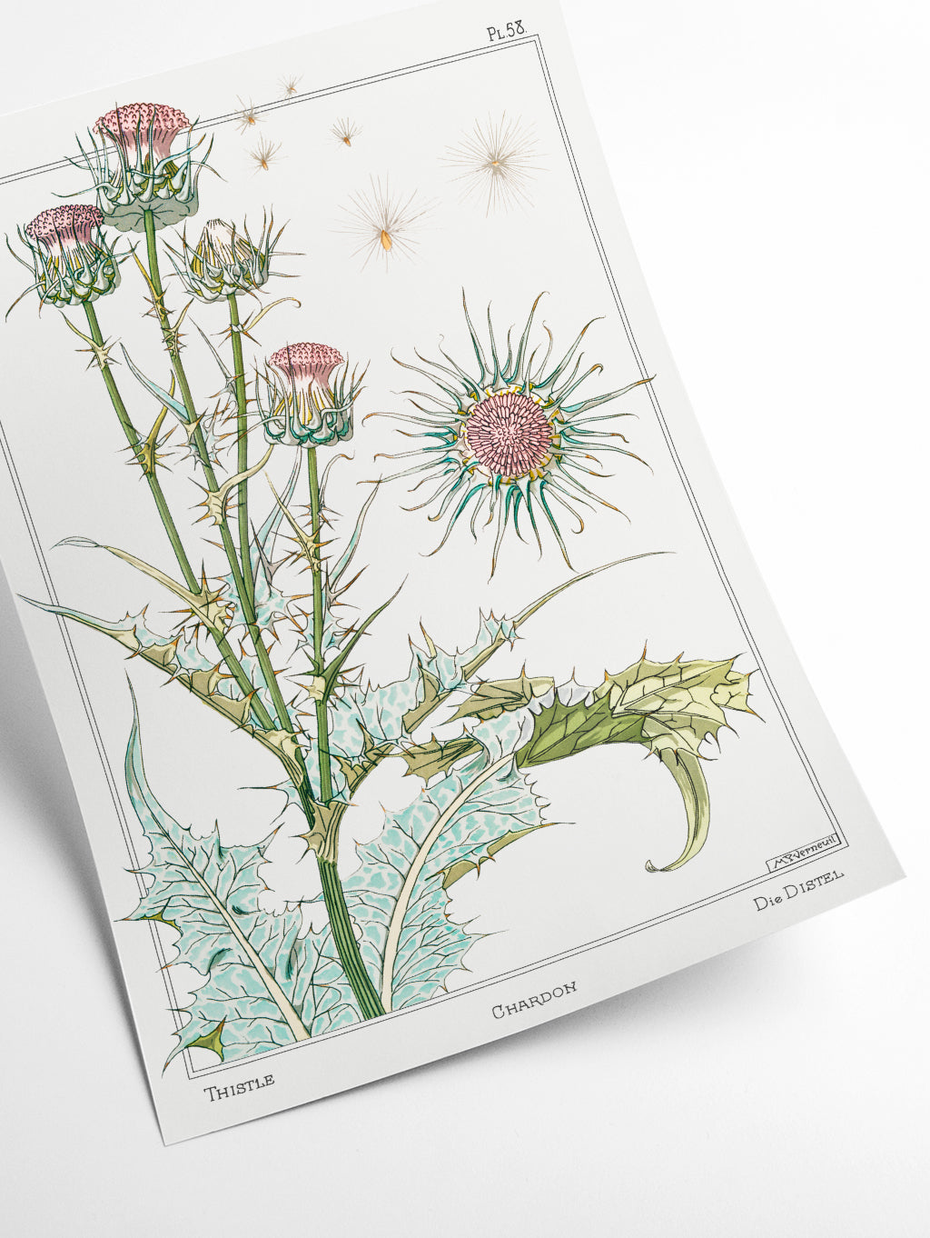 Chardon (thistle) by Maurice Pillard Verneuil