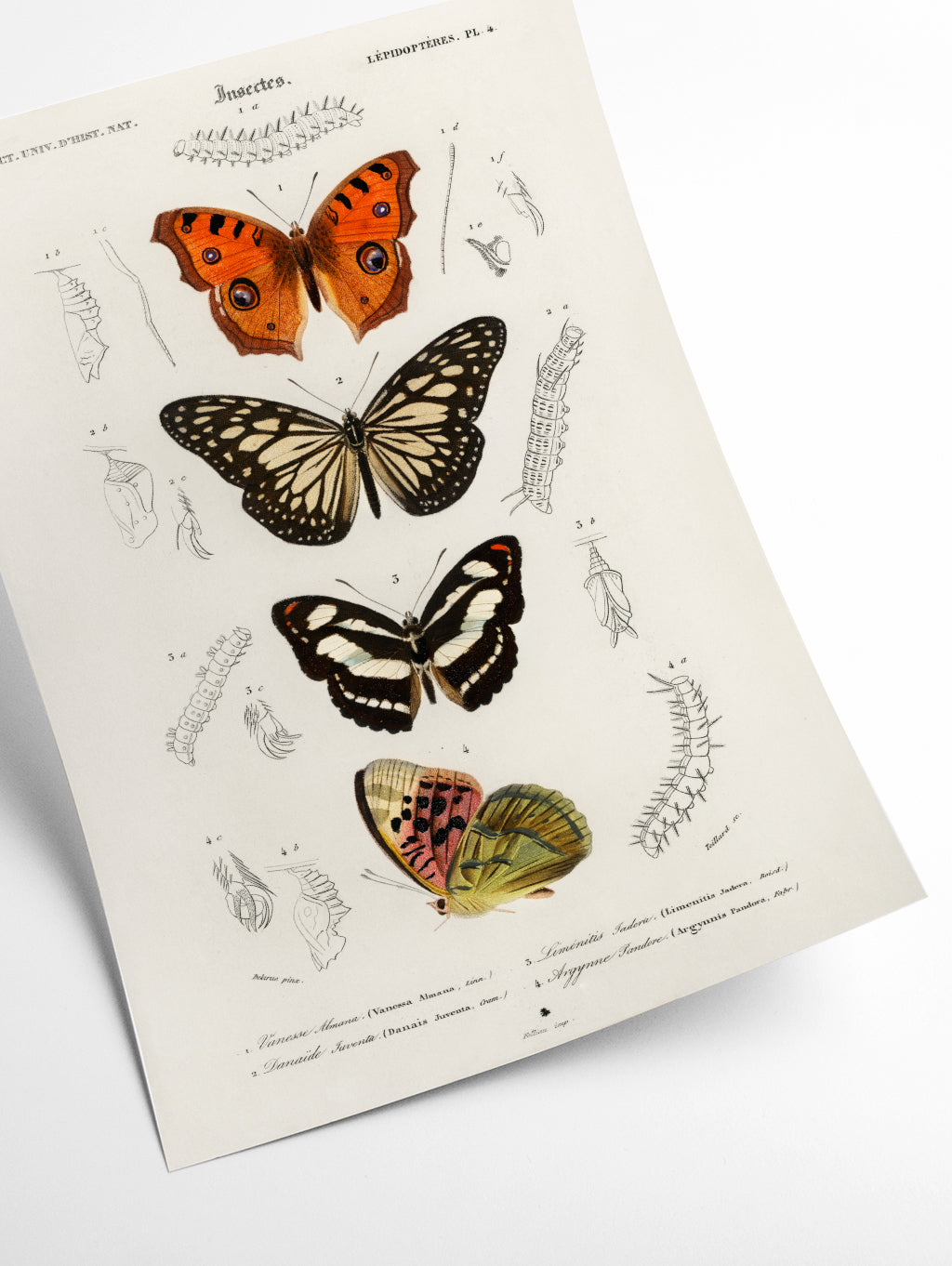 Collection of butterflies