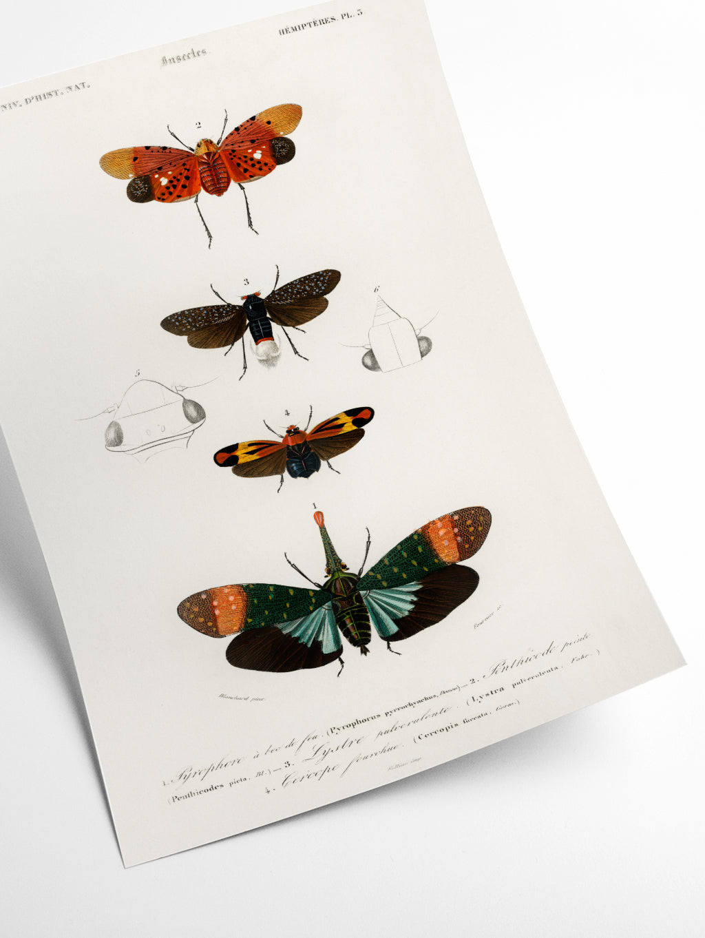 Collection of moths I