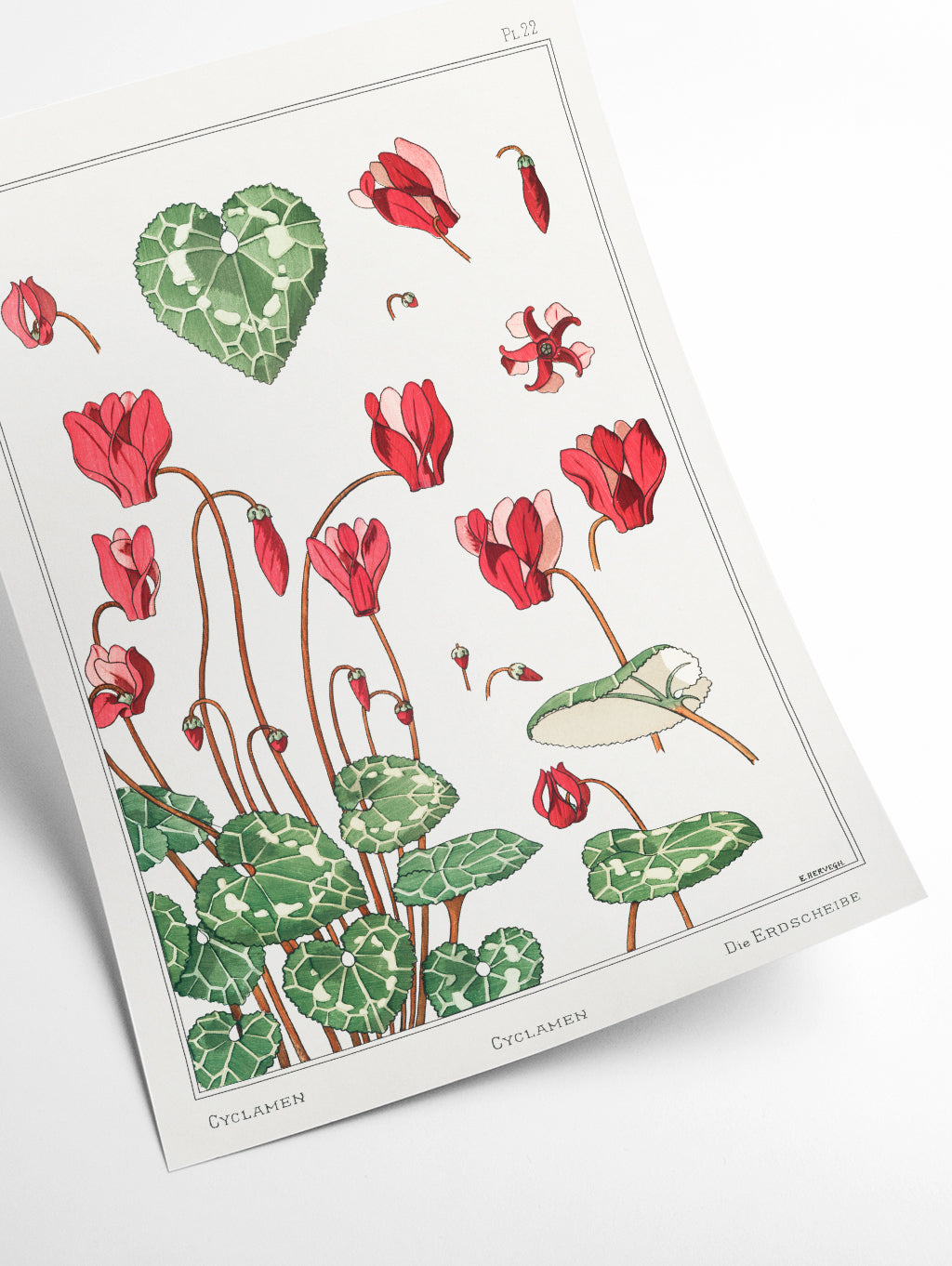 Cyclamen from La Plante by Maurice Pillard Verneuil