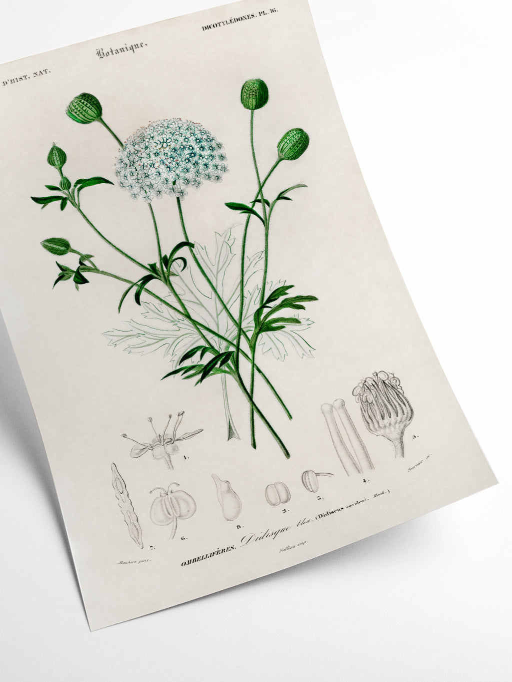 Didiscus Caeruleus