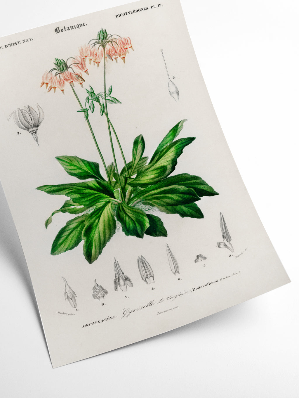 Dodecatheon meadia