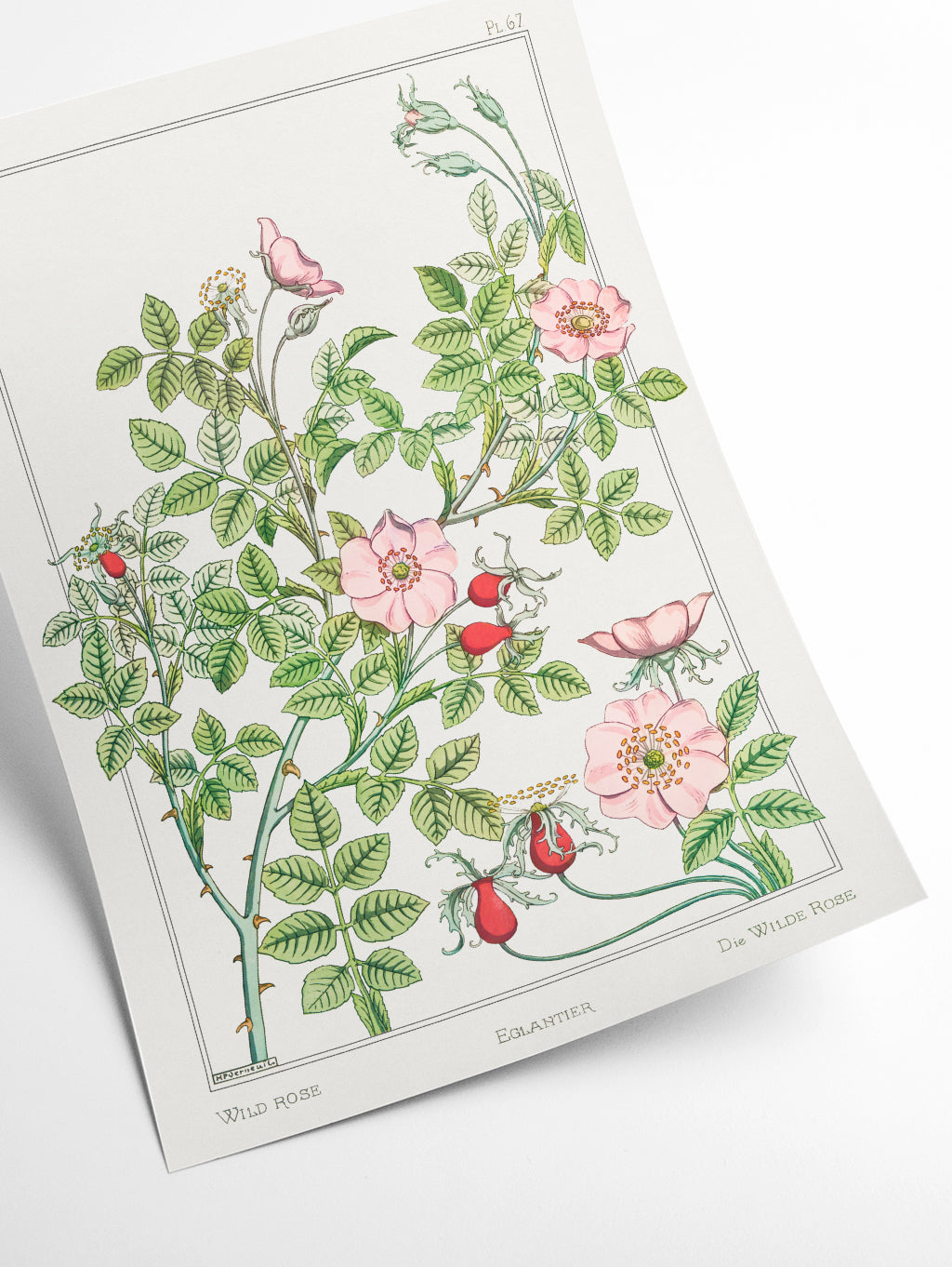 Eglantier (wild rose) by Maurice Pillard Verneuil