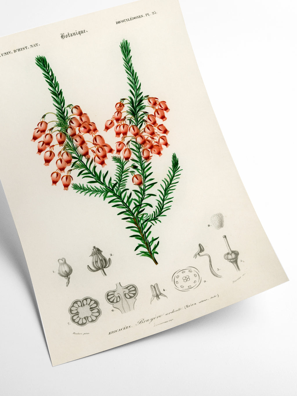 Erica ardens