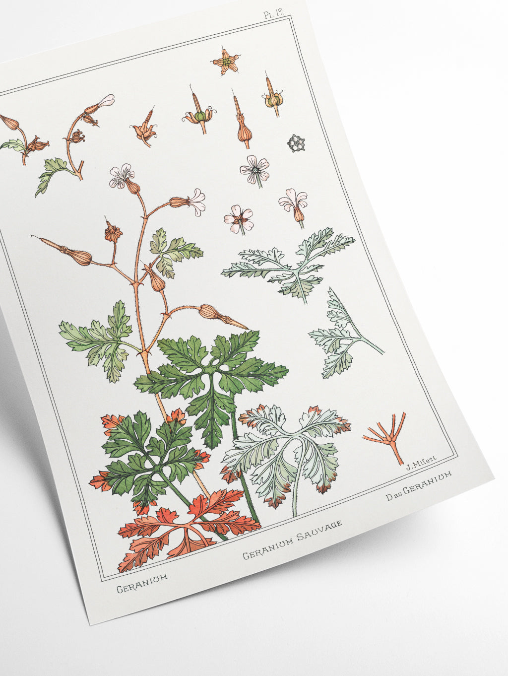 Geranium sauvage (geranium) by Maurice Pillard Verneuil