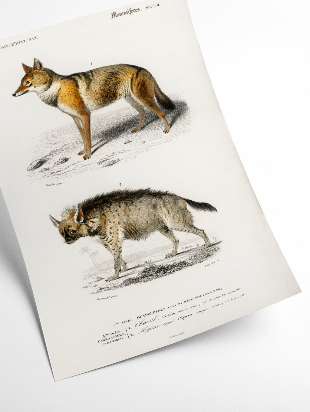 Golden Jackal and Striped hyena
