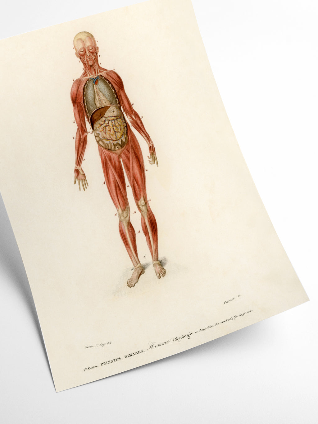 Human Body