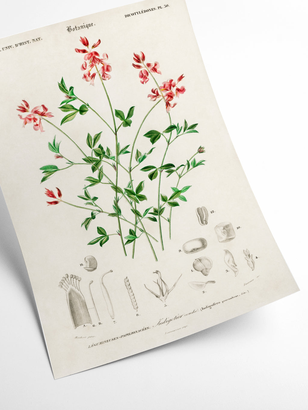 Indigofera procumbens