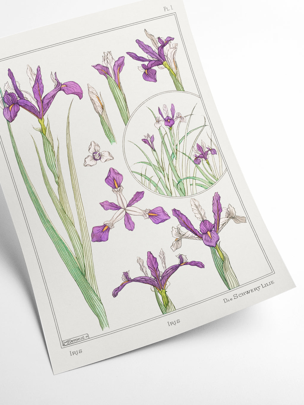 Iris by Maurice Pillard Verneuil