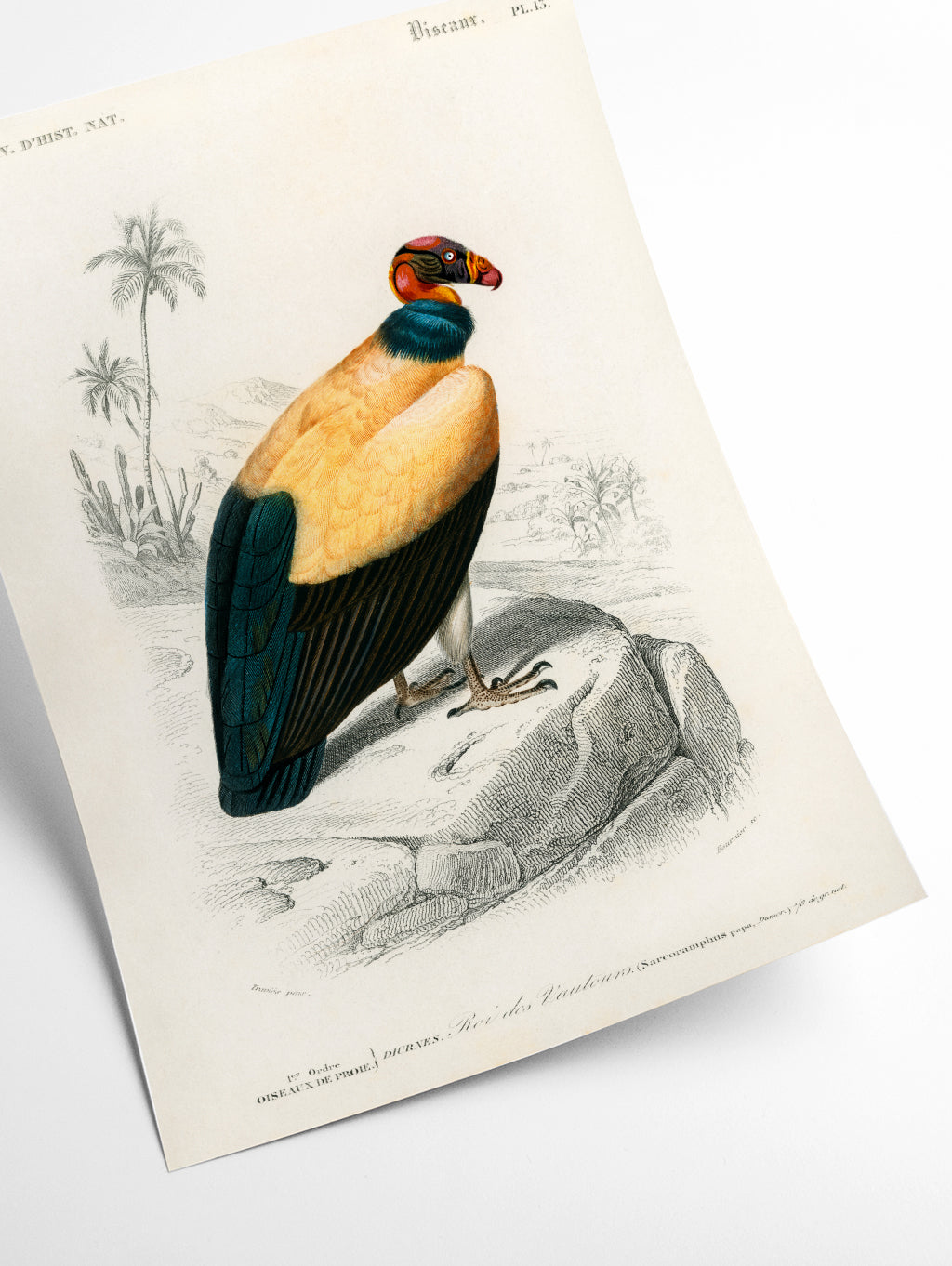 King vulture Illustration
