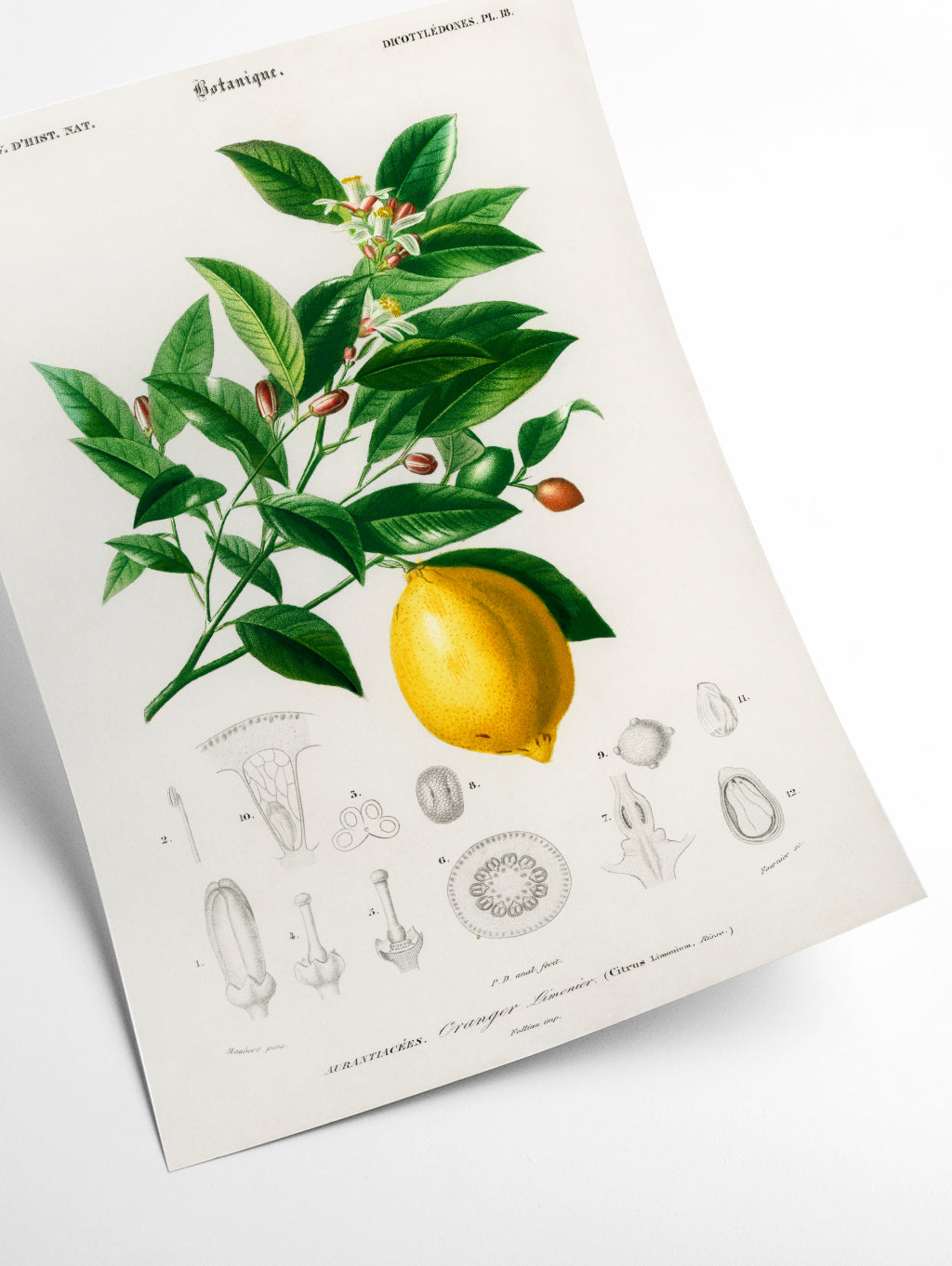 Lemon illustration