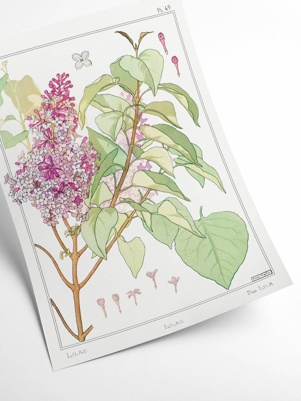 Lilas (Lilac) by Maurice Pillard Verneuil