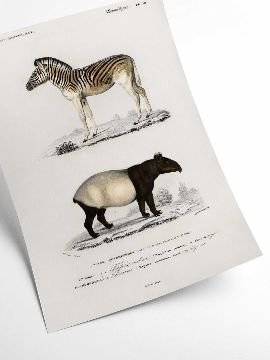 Malayan Tapir and Mountain Zebra
