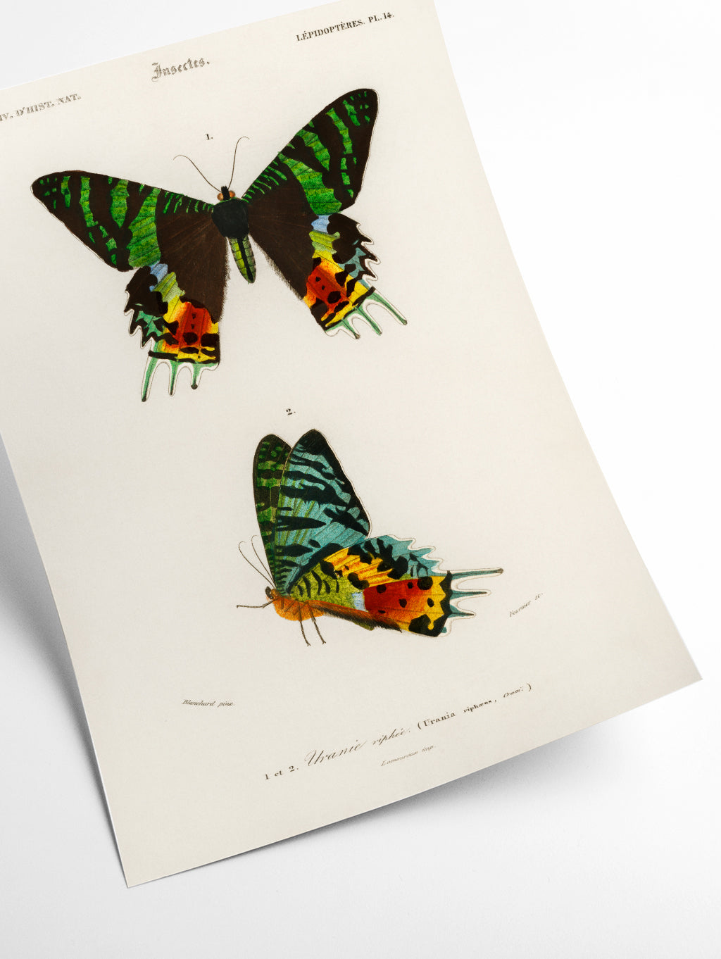 Moth Illustration