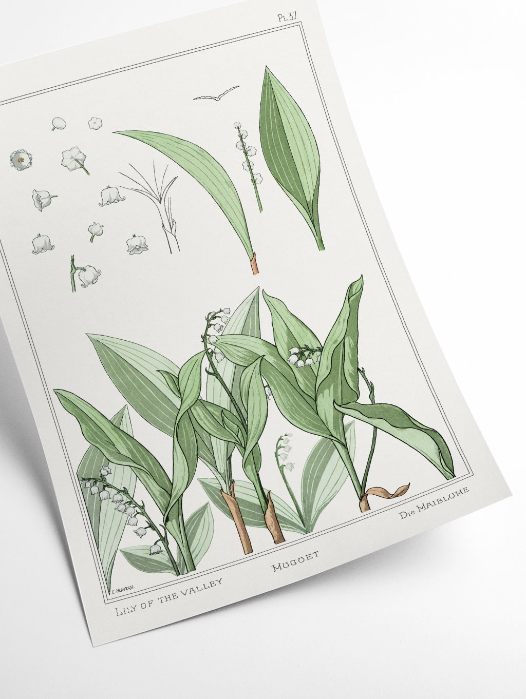 Muguet (lily of the valley) III by Maurice Pillard Verneuil