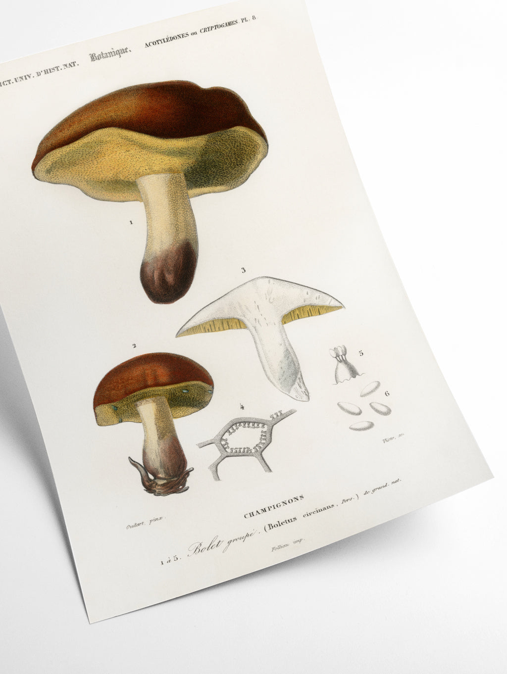 Mushroom Illustration