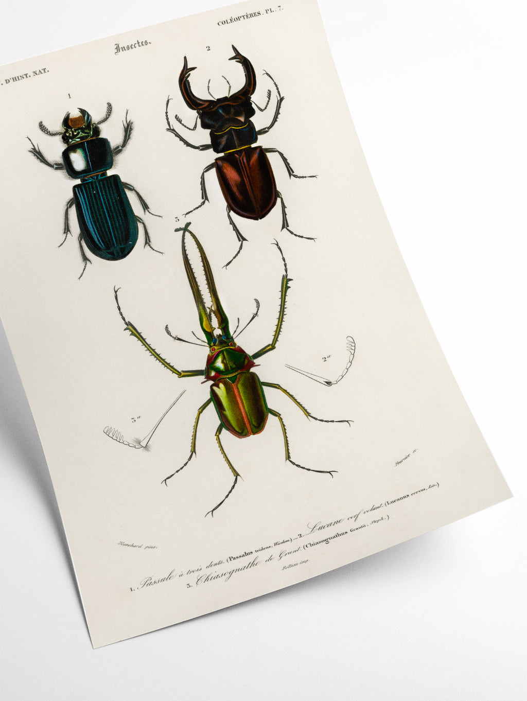 Natural History - Different types of beetles 1
