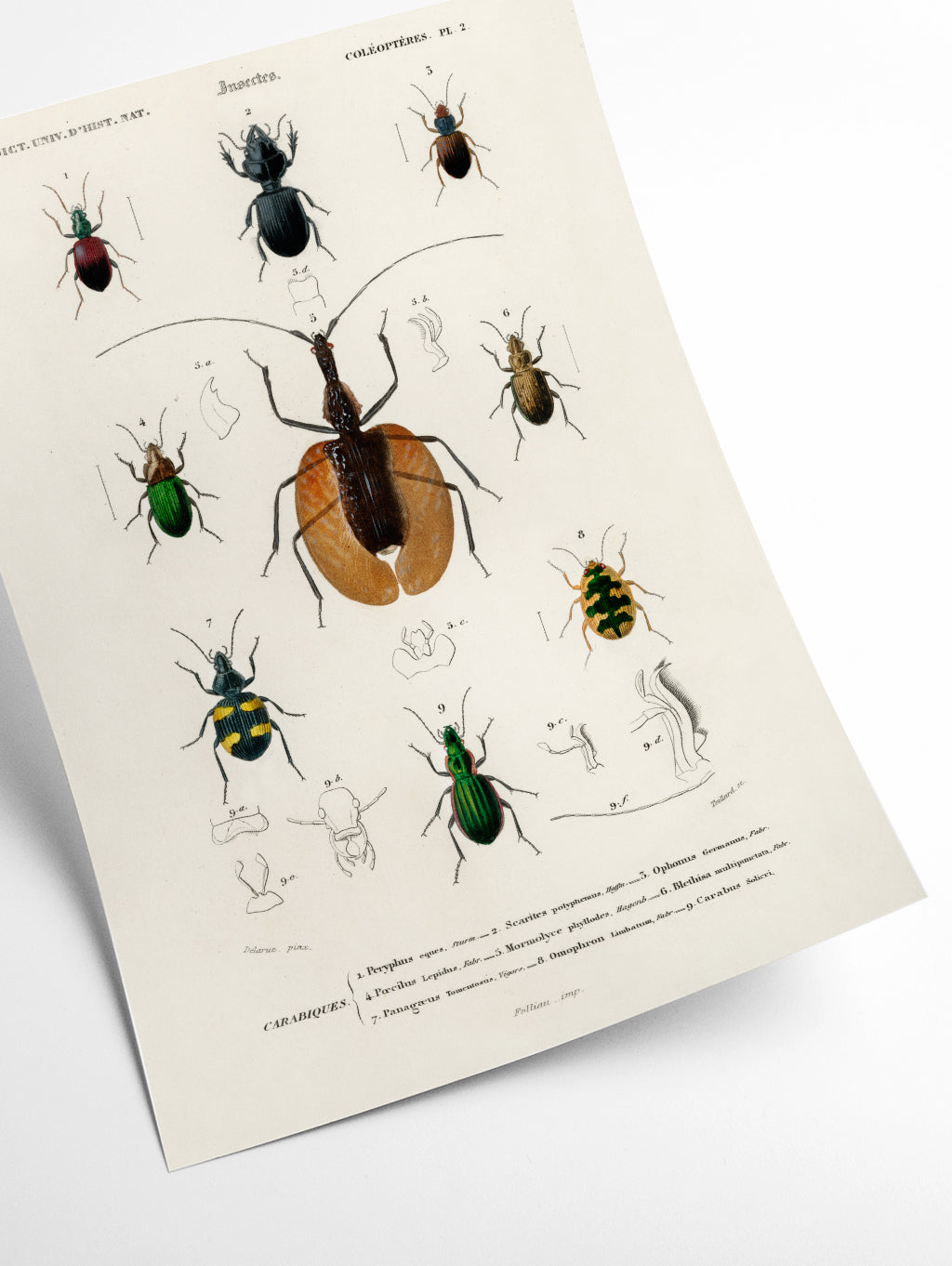 Natural History - Different types of beetles 2