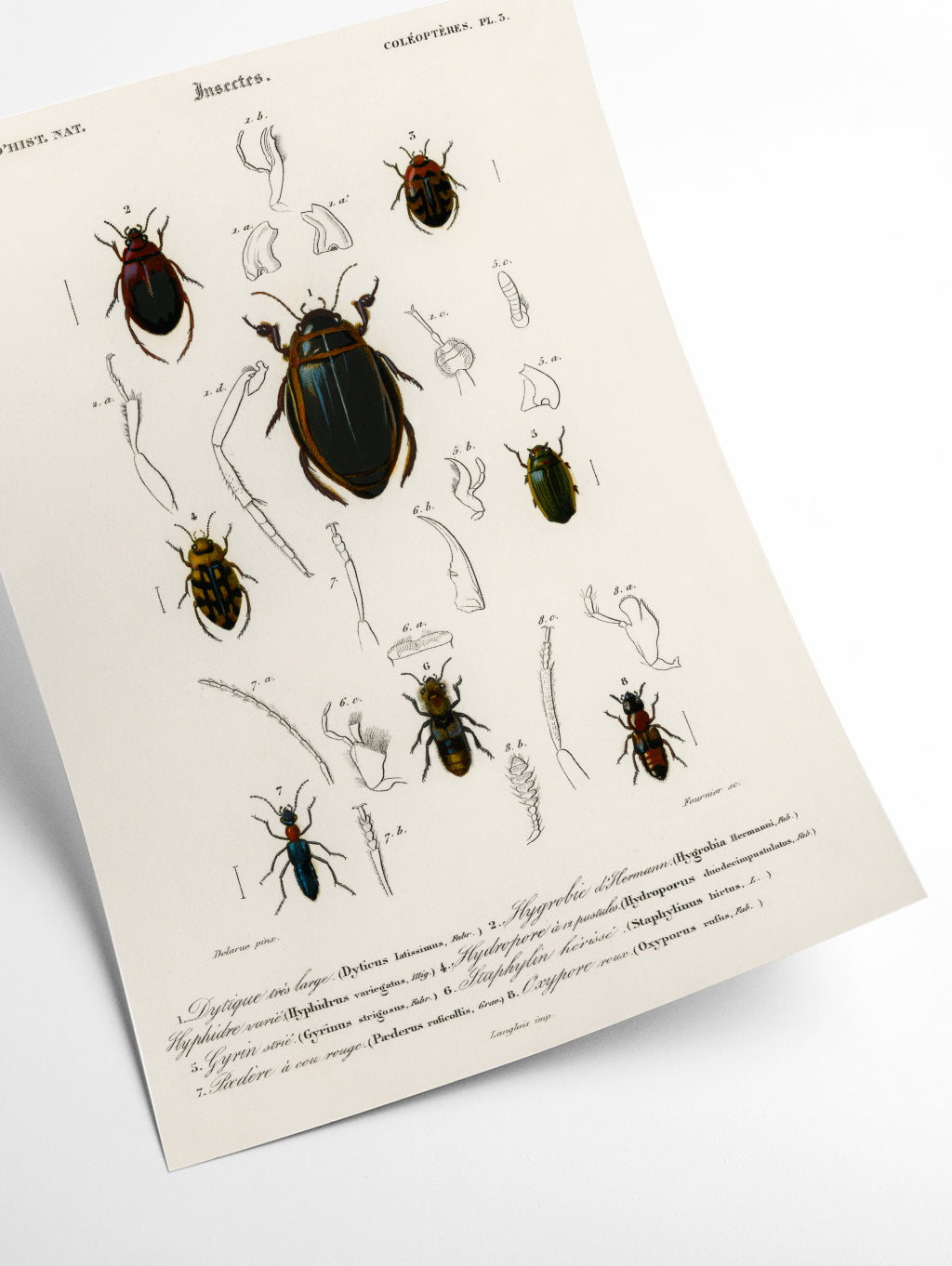 Natural History - Different types of beetles 3