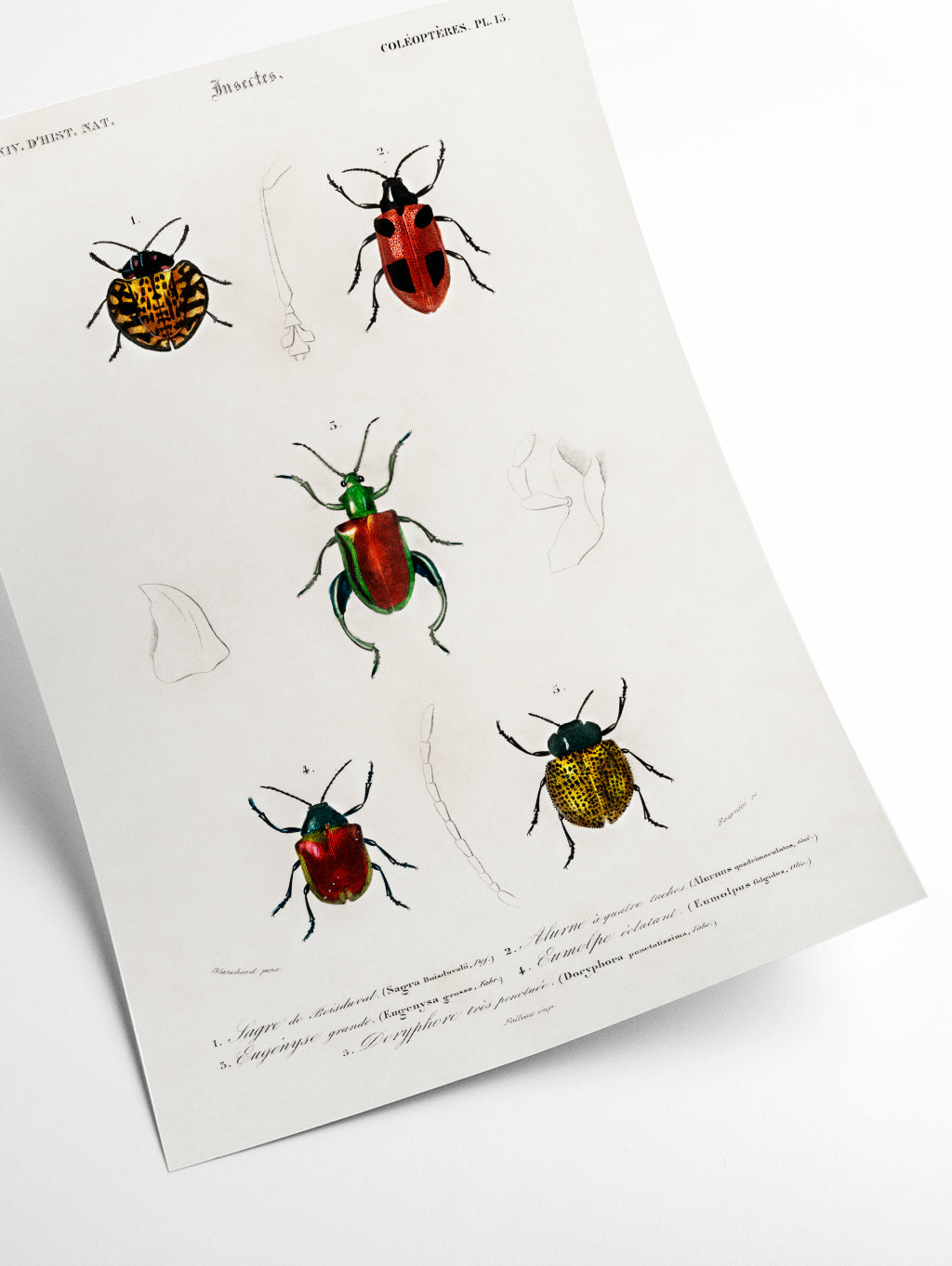 Natural History - Different types of beetles 4