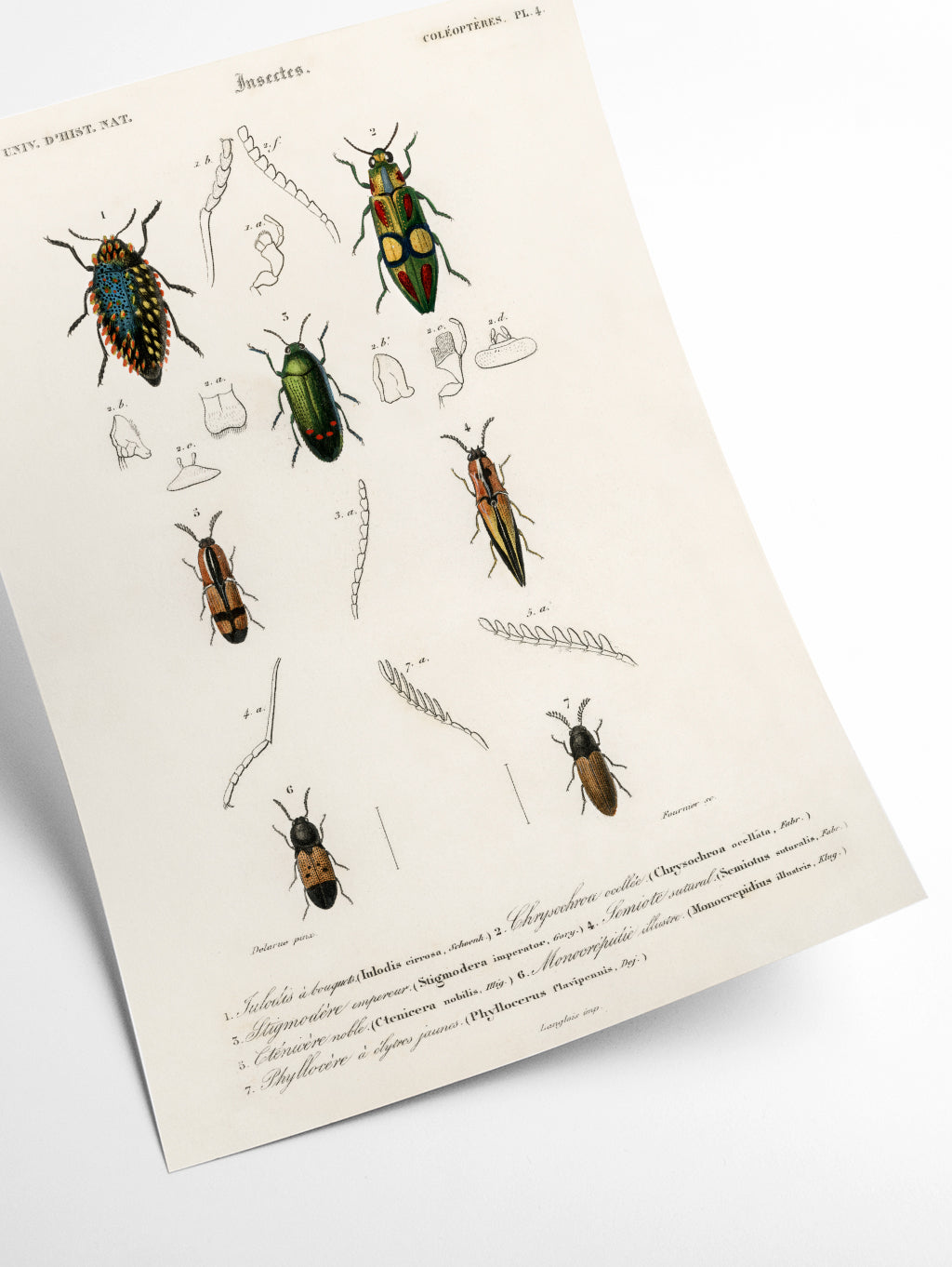 Natural History - Different types of beetles 6