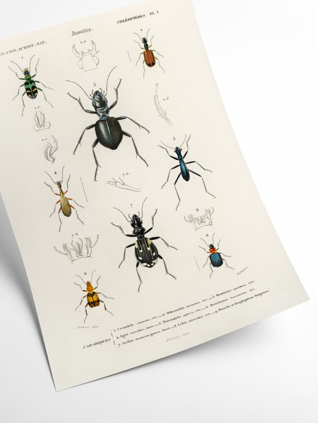 Natural History - Different types of beetles 8