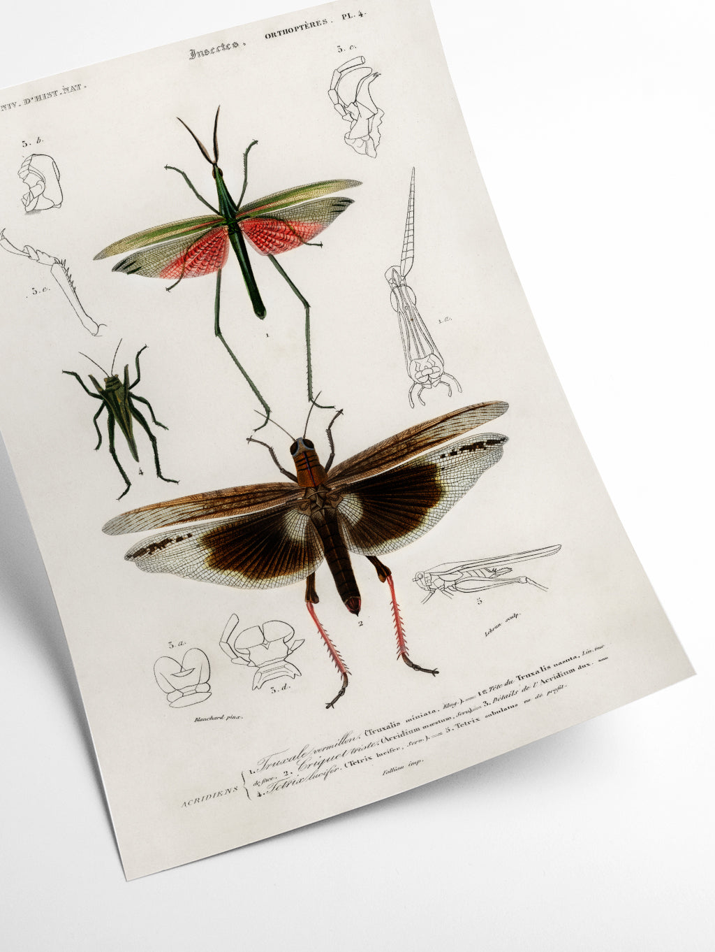 Natural History - Different types of Bugs 1
